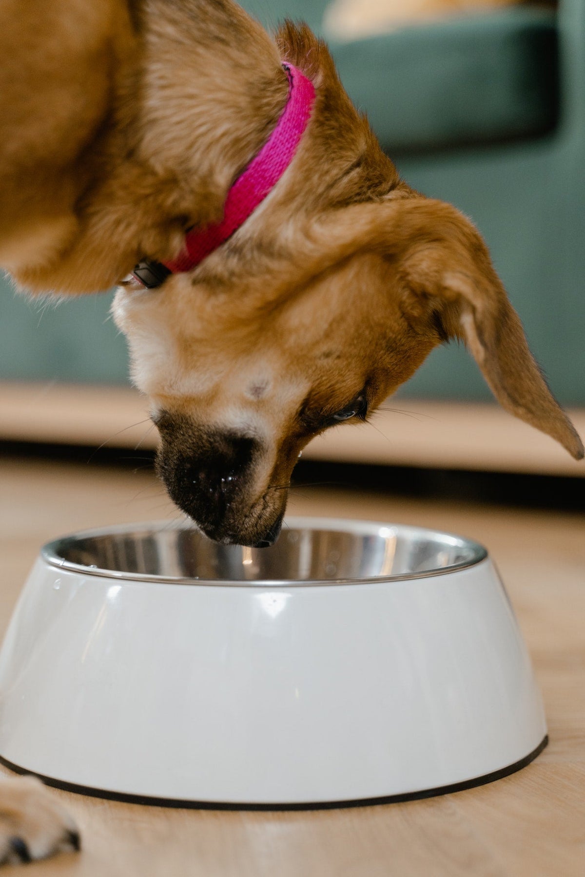 Feeding & Watering