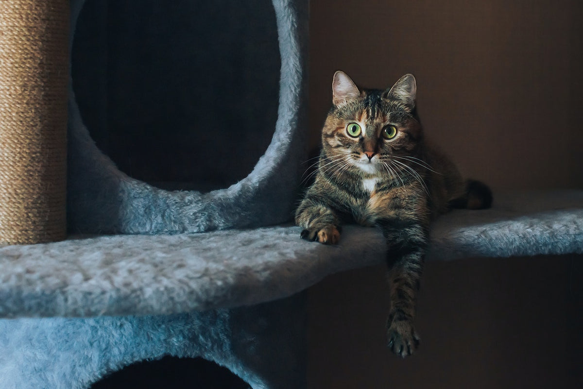 Cat Supplies