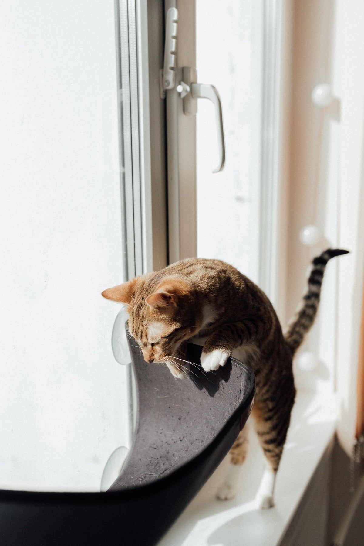 Cat Toys