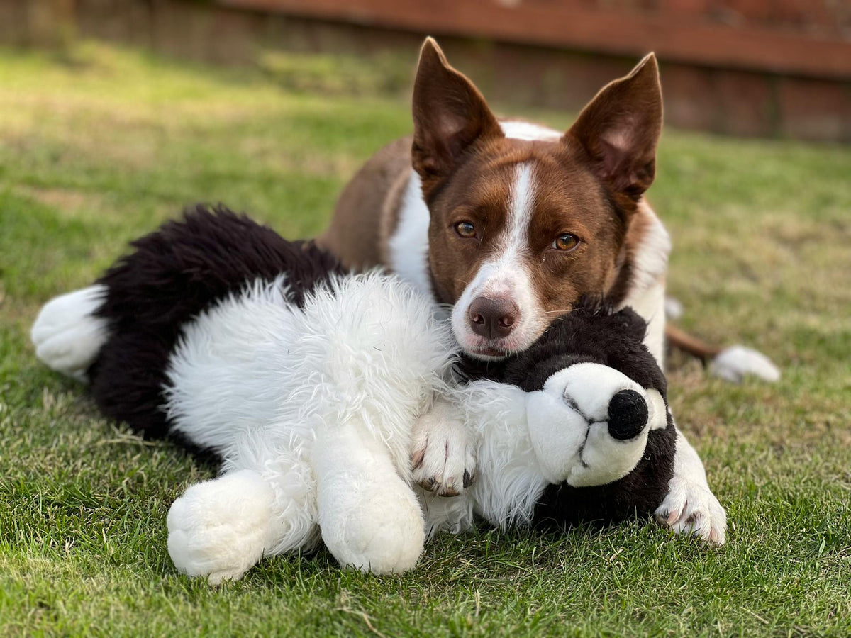Dog Toys