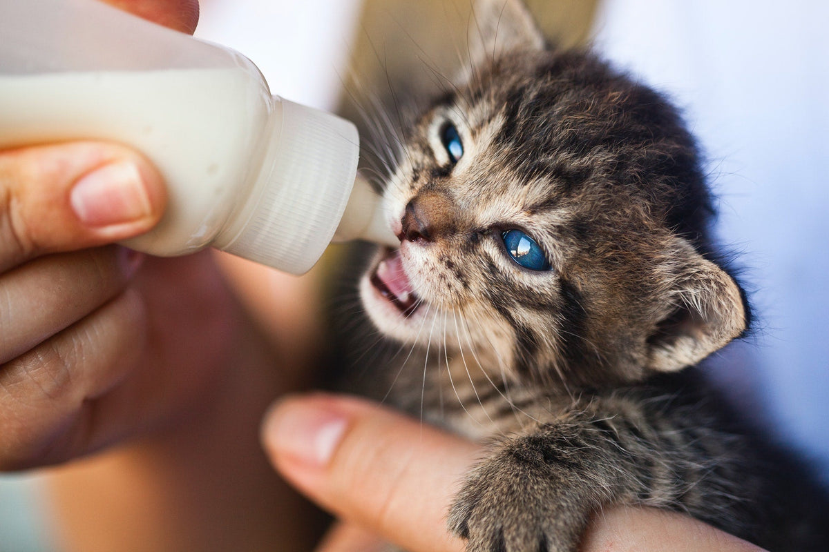 Pet Health & Wellness