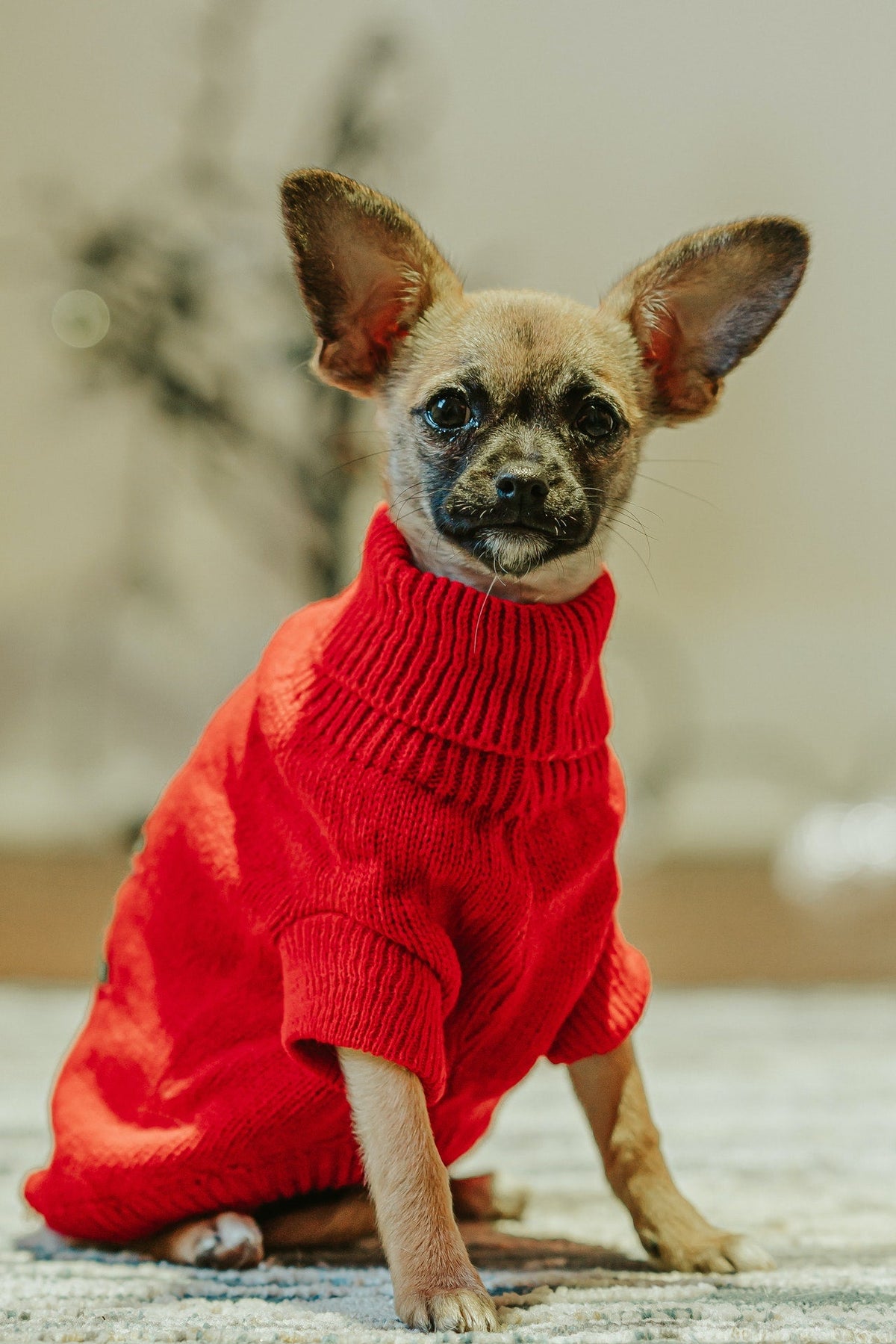 Pet Clothing & Accessories