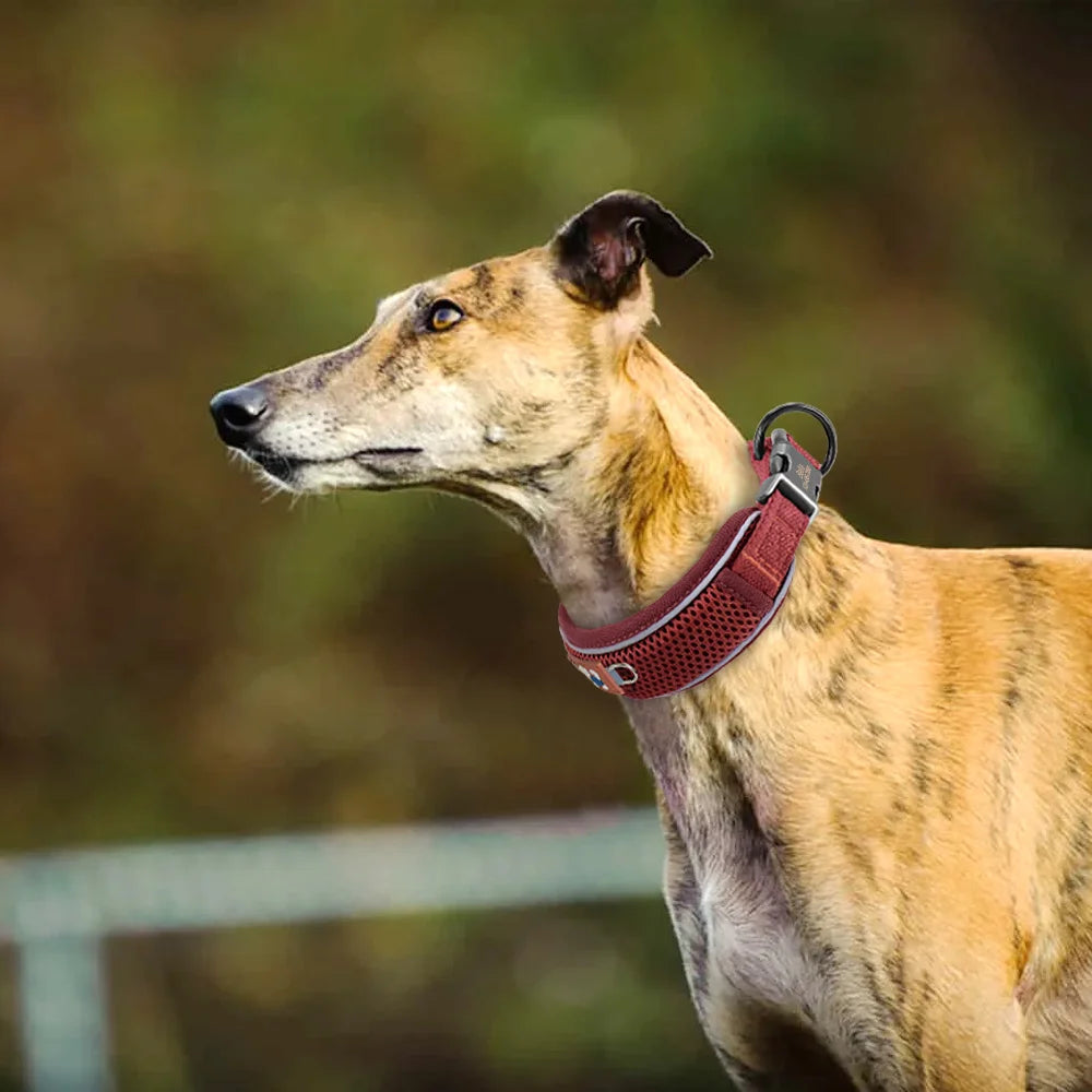 Personalized Mesh Dog Collar Breathable Reflective With Engraving