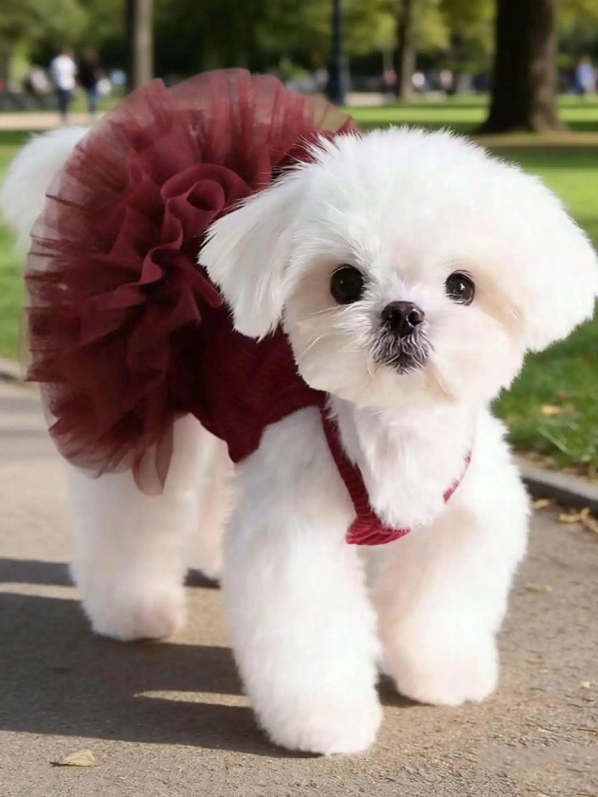 Elegant Ballet Tulle Dress for Small Dogs and Cats