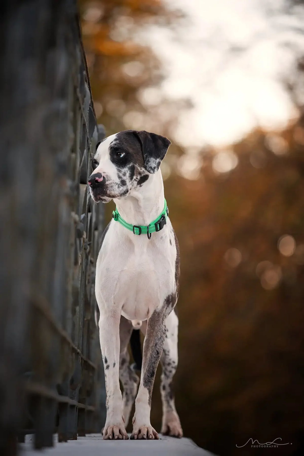TrueLove Adjustable Nylon Padded Reflective Pet Collar